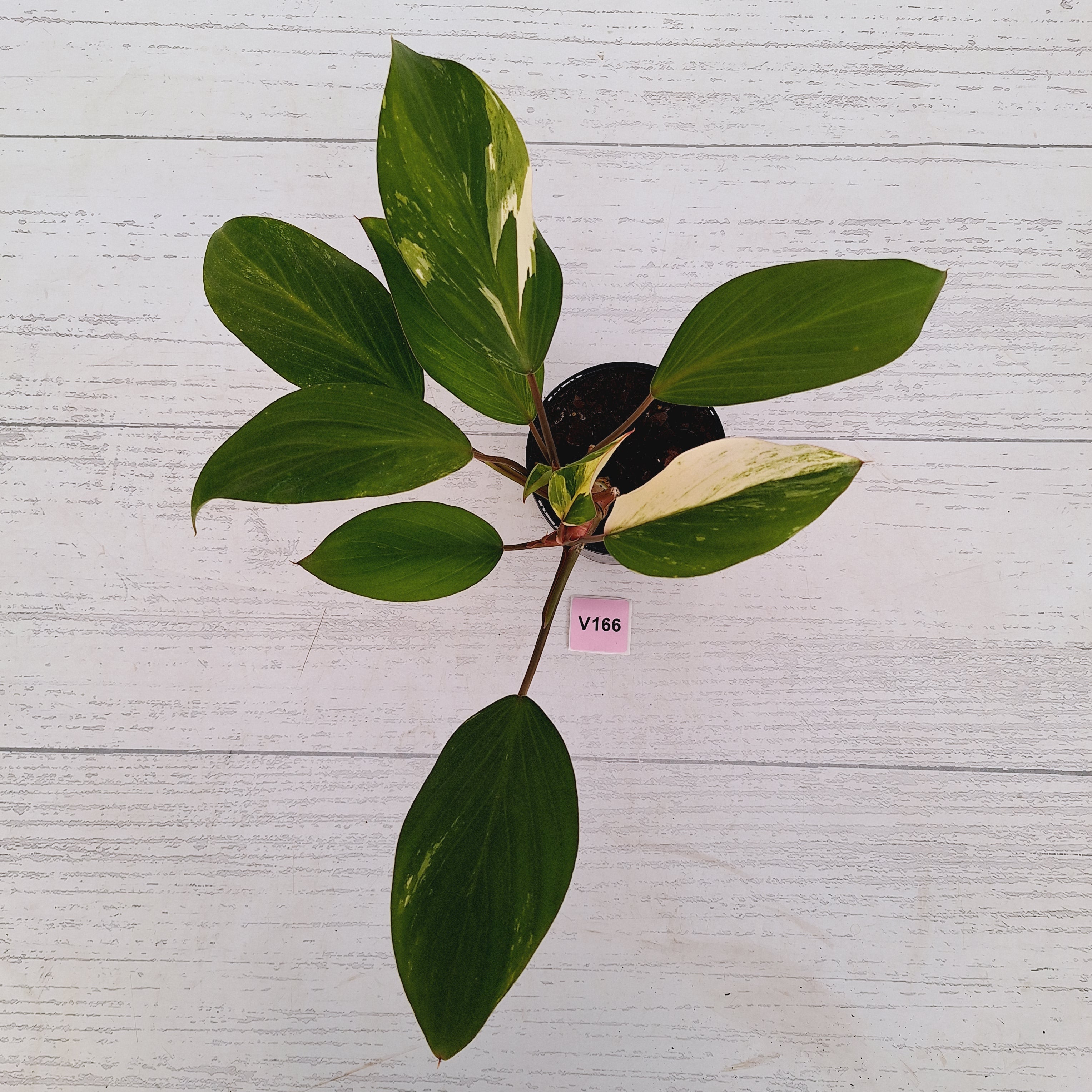 Homalomena Tropical Green Variegata -sale
