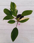 Homalomena Tropical Green Variegata -sale