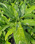 Spathiphyllum floribundum 'Jet Diamond'