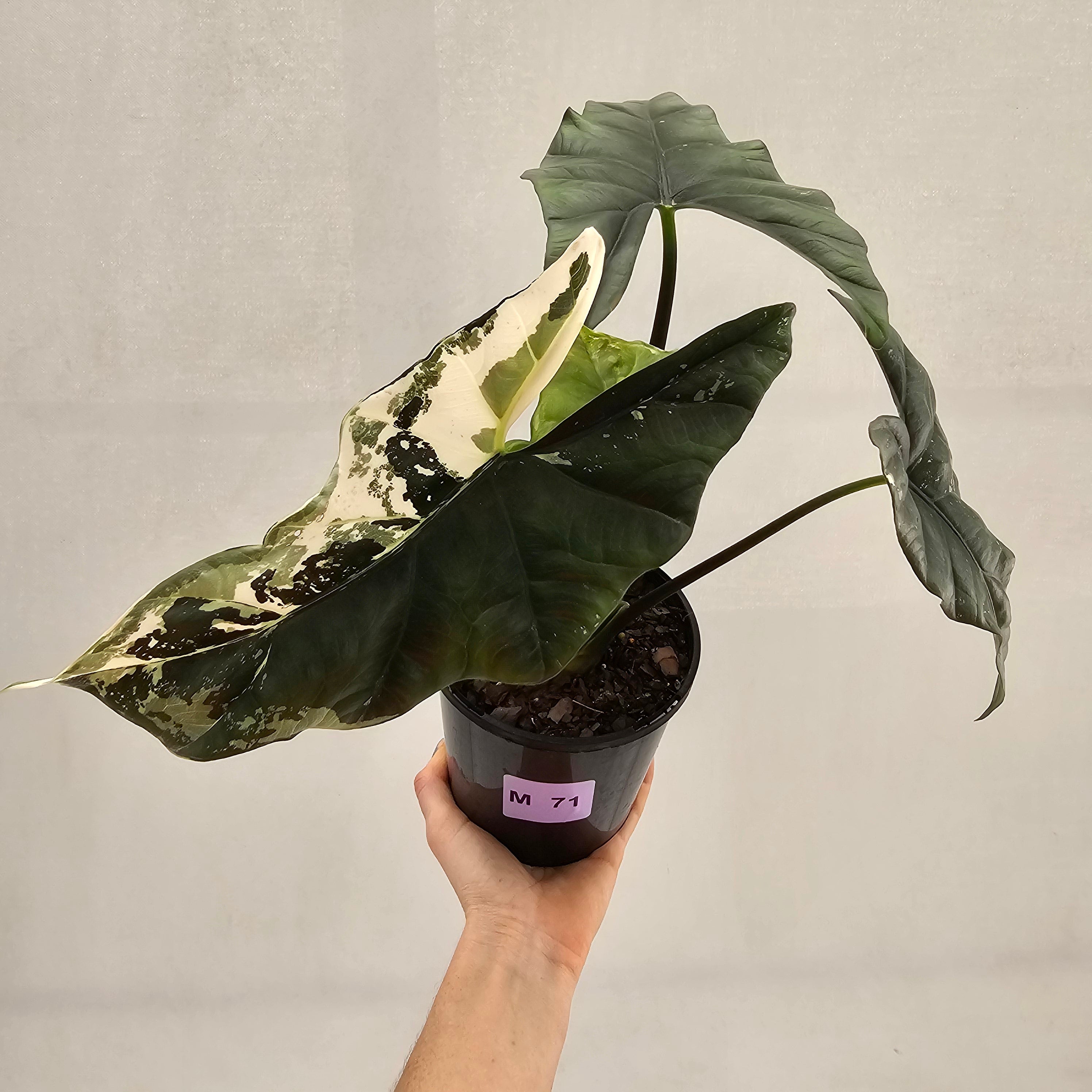 Alocasia ‘Simpo Albo’ Variegata - SALE