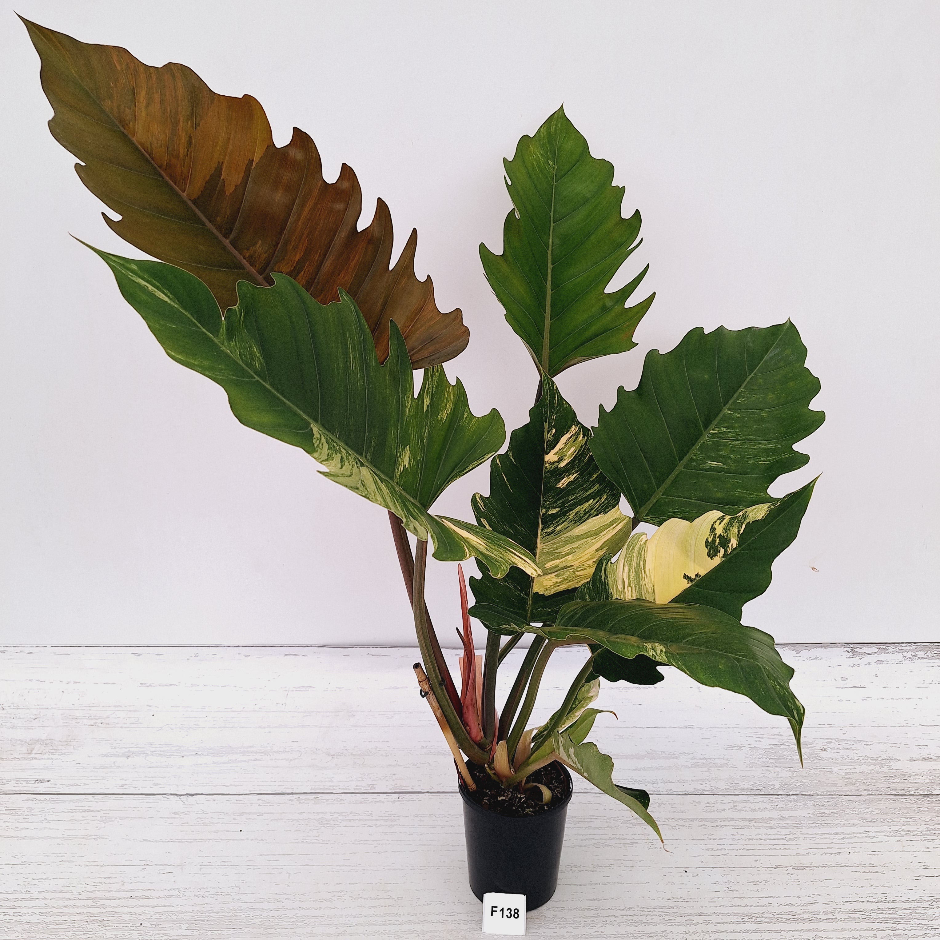 Philodendron serratum Caramel Marble