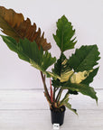 Philodendron serratum Caramel Marble