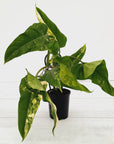 Philodendron domesticum variegata