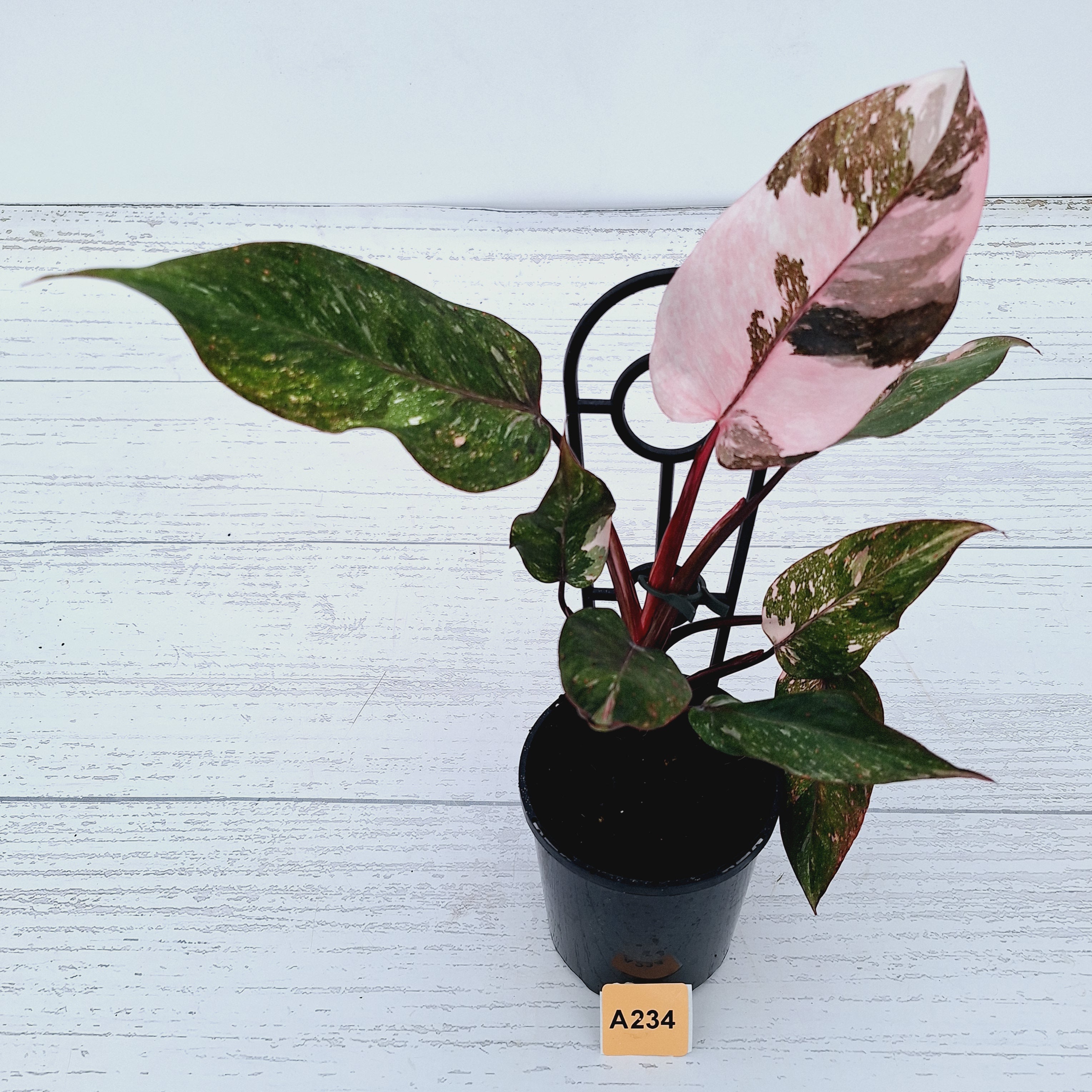 Philodendron &#39;Pink Princess Galaxy Marble&#39; Sport - Perfectly Imperfect