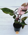 Philodendron 'Pink Princess Galaxy Marble' Sport - Perfectly Imperfect