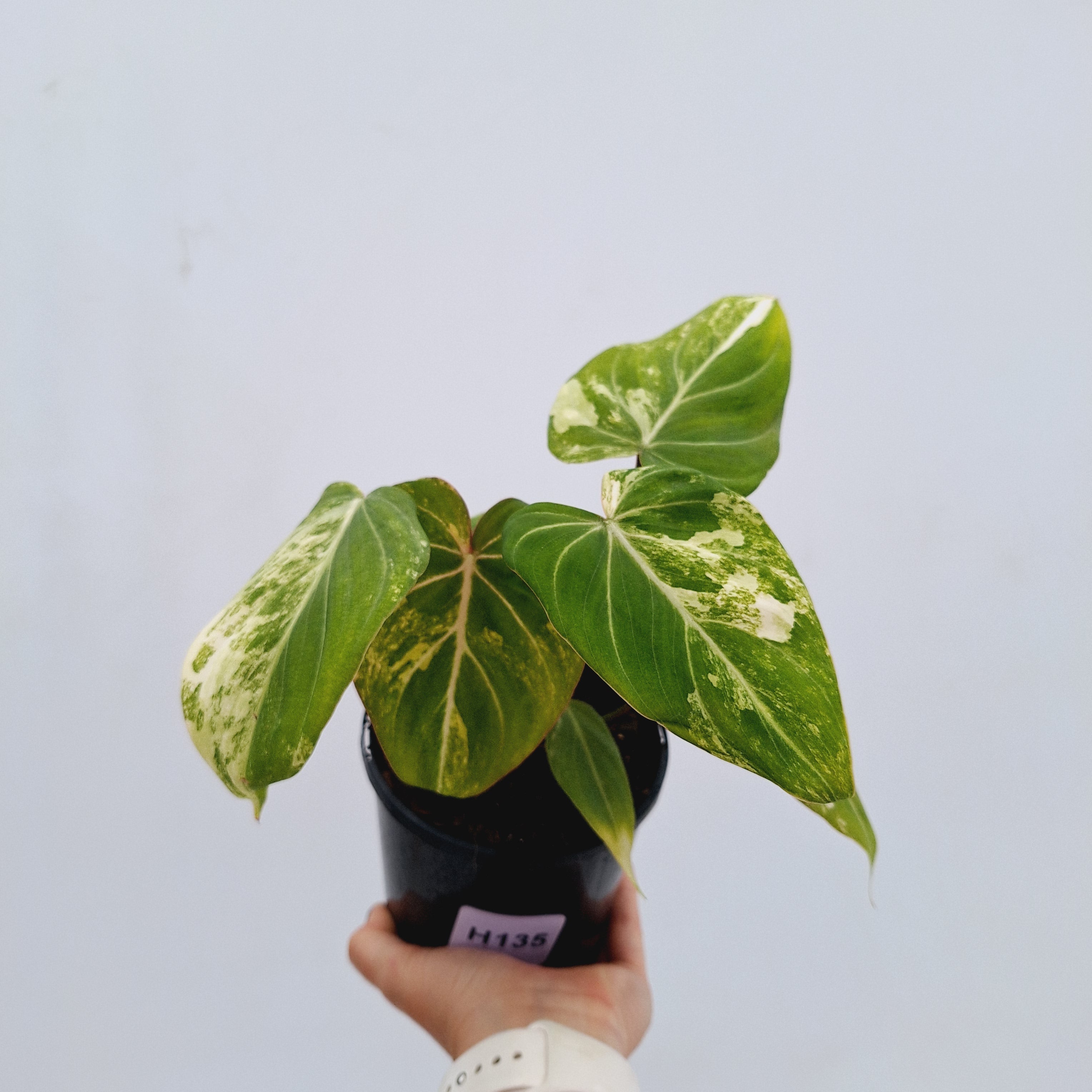 Philodendron gloriosum variegata