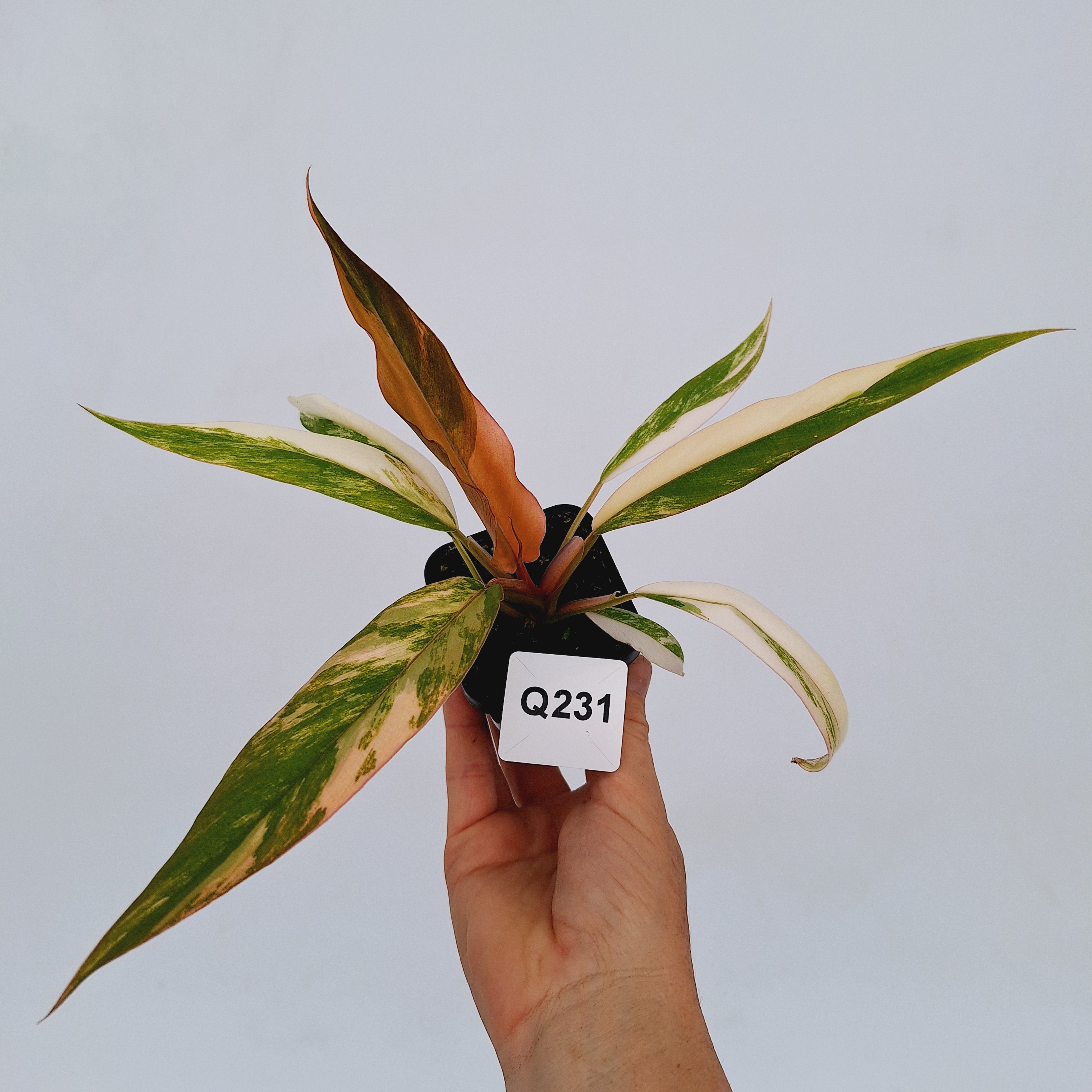 Philodendron serratum Caramel Marble