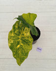 Alocasia Portora Variegata - SALE