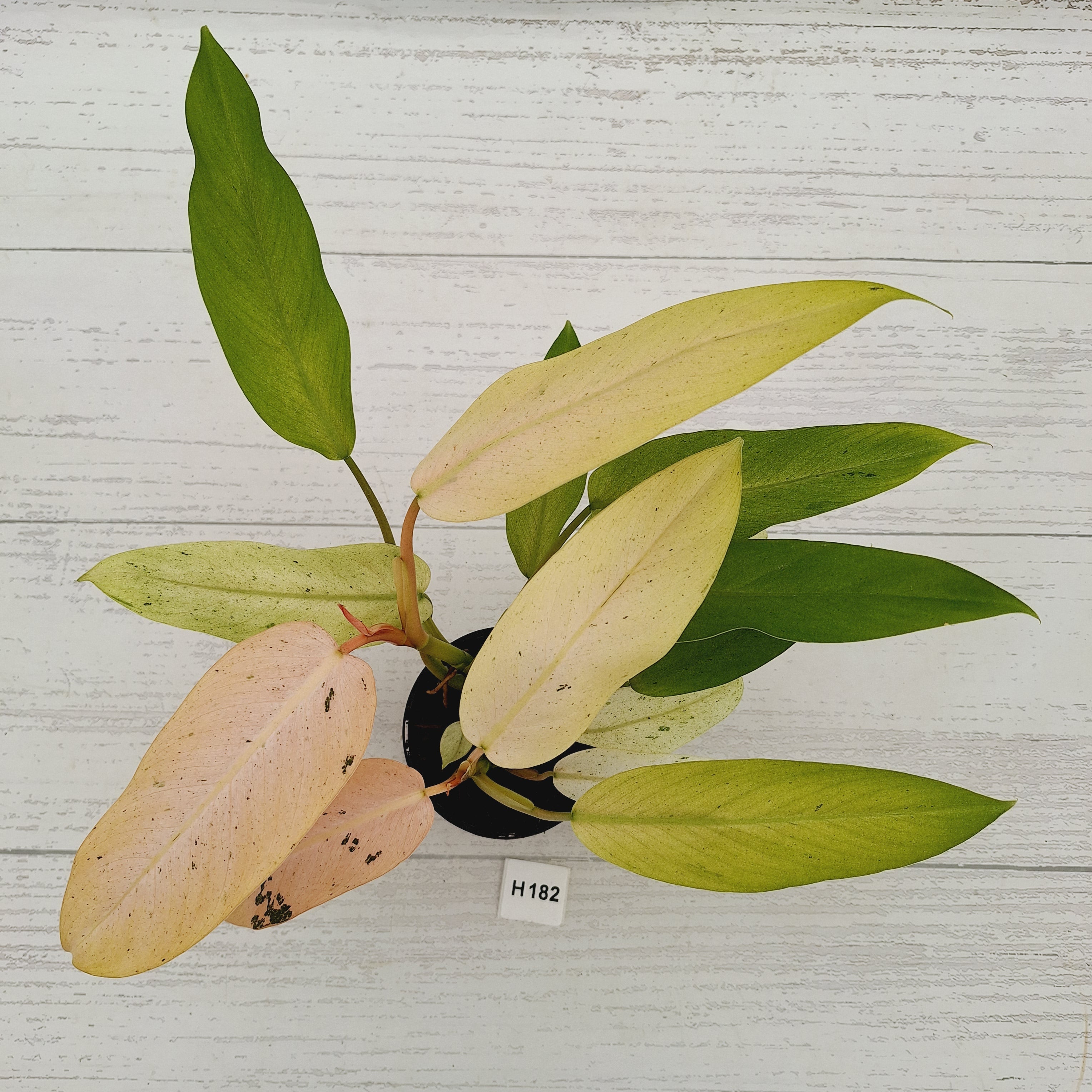 Philodendron  'Whipple Way'
