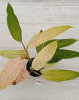 Philodendron  'Whipple Way'