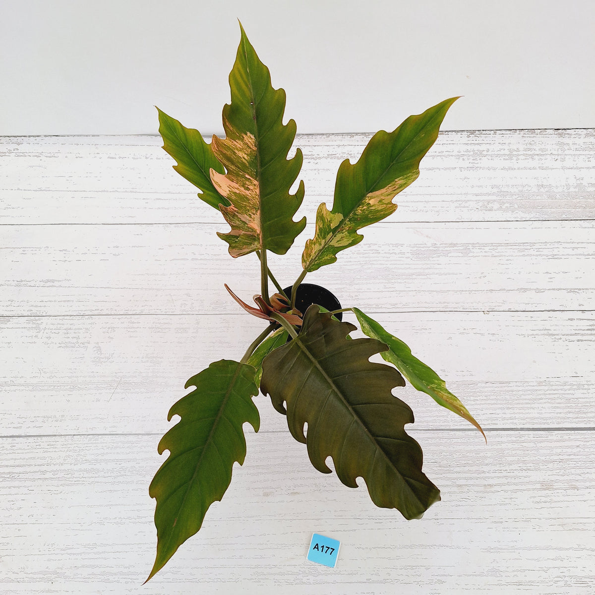 Philodendron serratum 'Caramel Marble' -flash sale