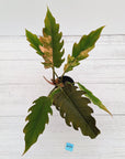 Philodendron serratum 'Caramel Marble' -flash sale