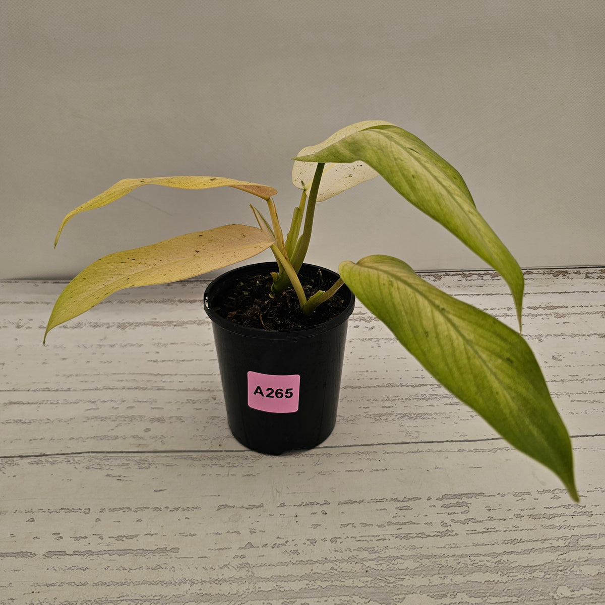 Philodendron  'Whipple Way' SALE