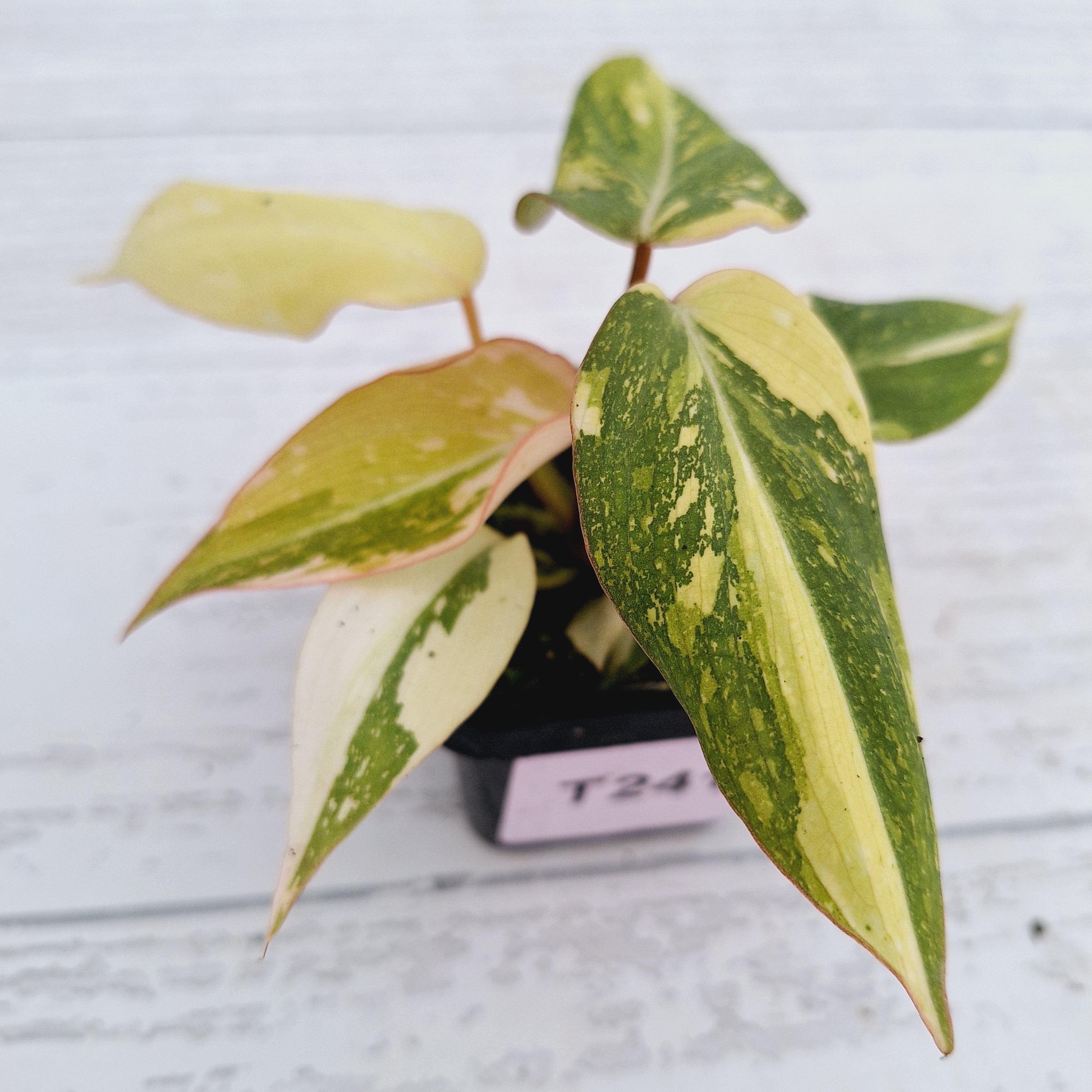 Philodendron gloriosum variegata