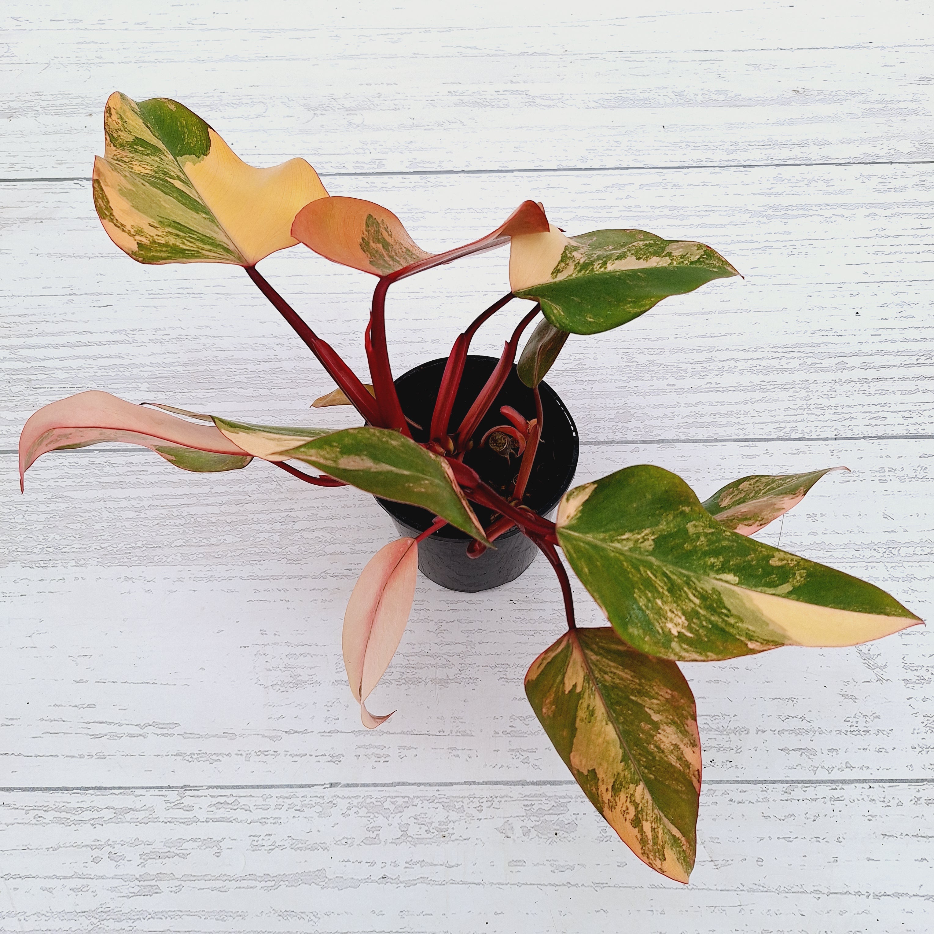 Philodendron erubescens Strawberry Shake