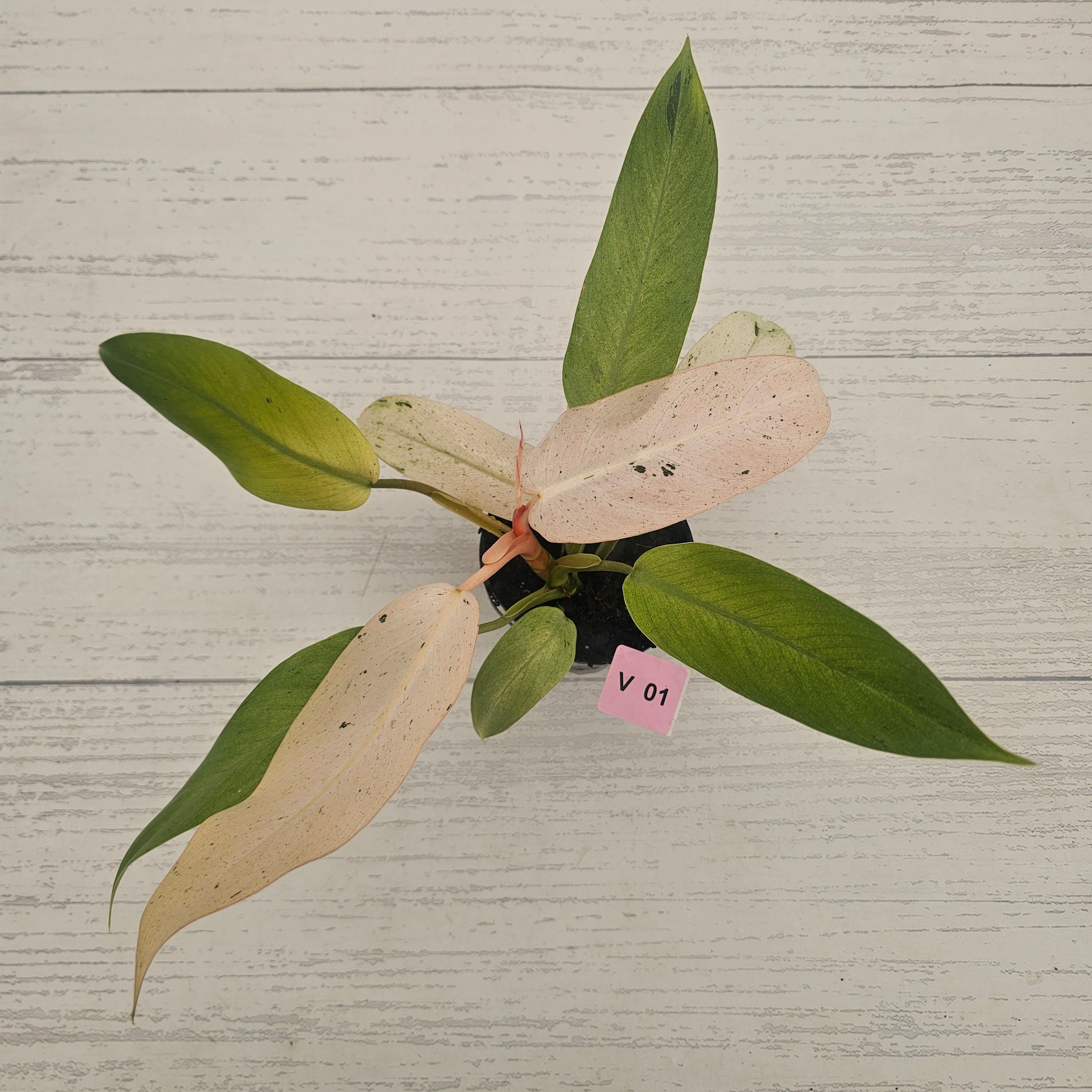Philodendron  'Whipple Way'