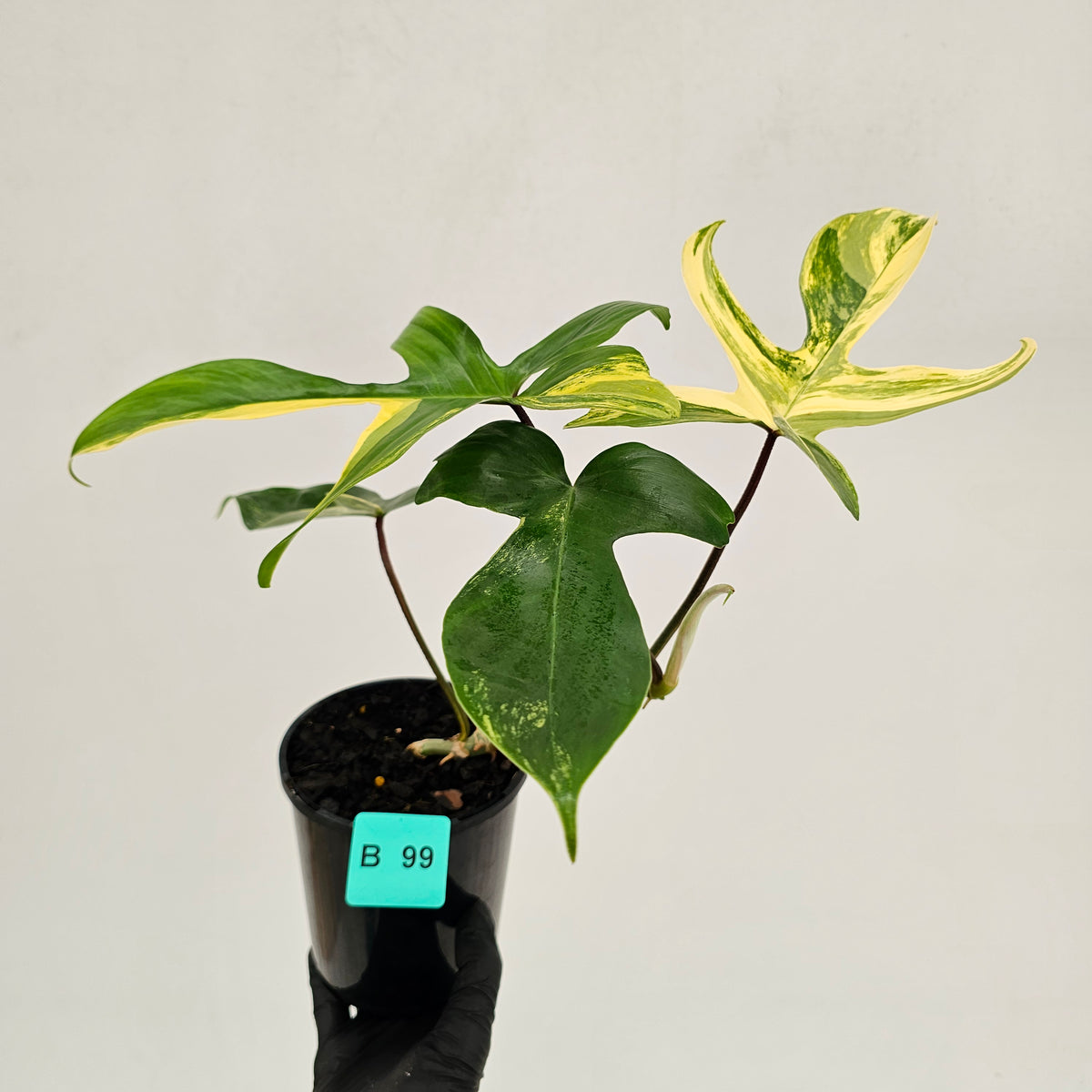 Philodendron pedatum 'Florida Beauty'
