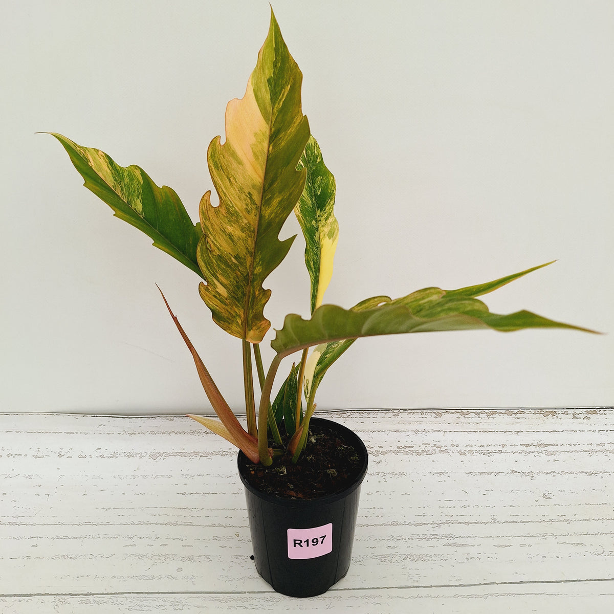 Philodendron serratum 'Caramel Marble'