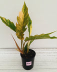 Philodendron serratum 'Caramel Marble'
