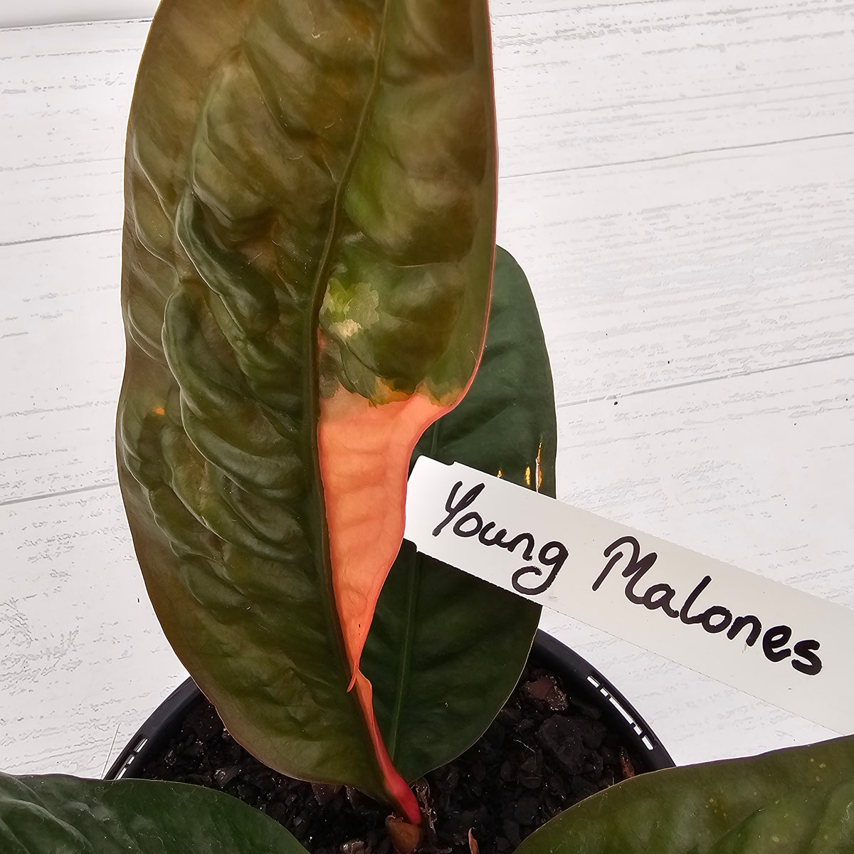 Anthurium superbum Variegata