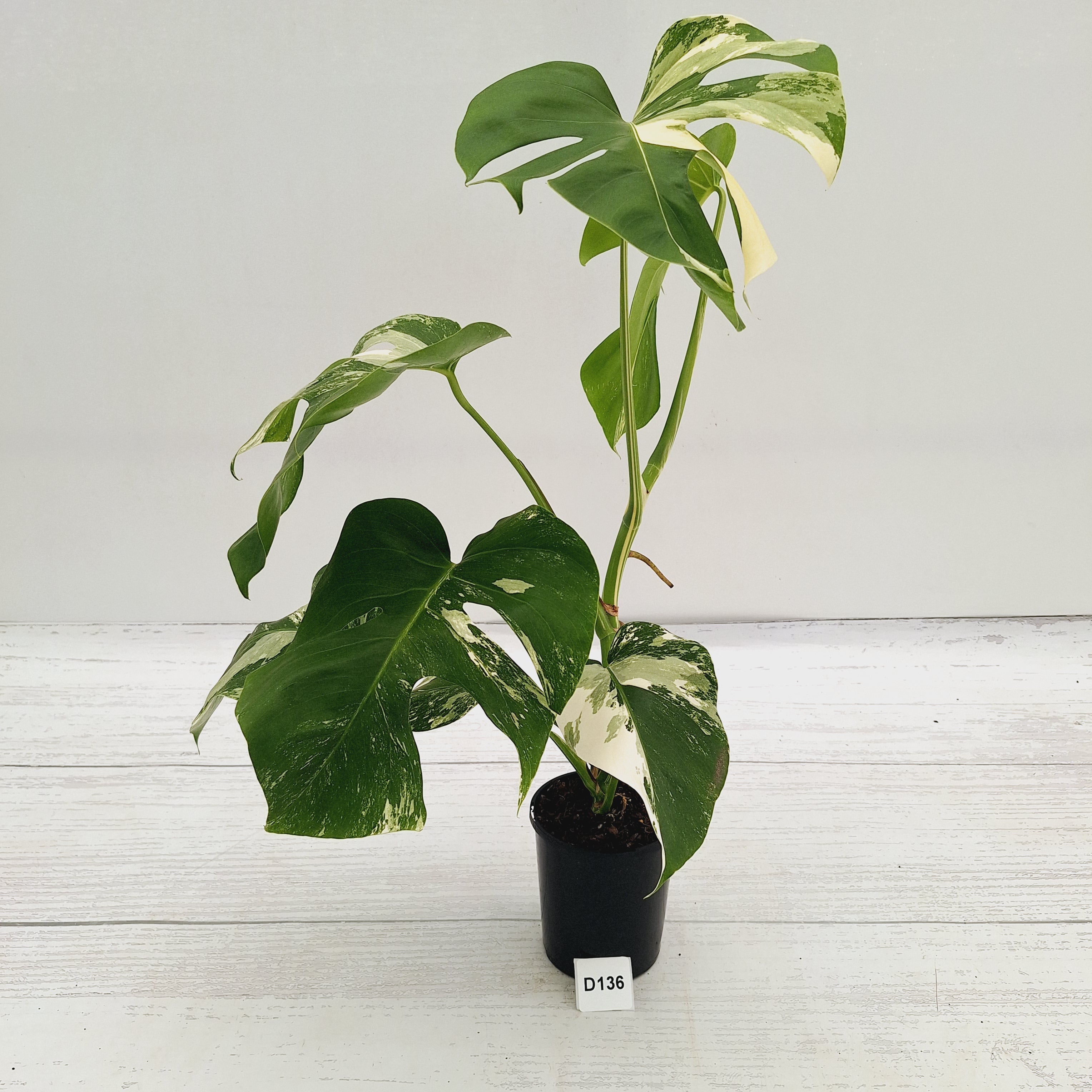 Monstera borsigiana 'Albo'