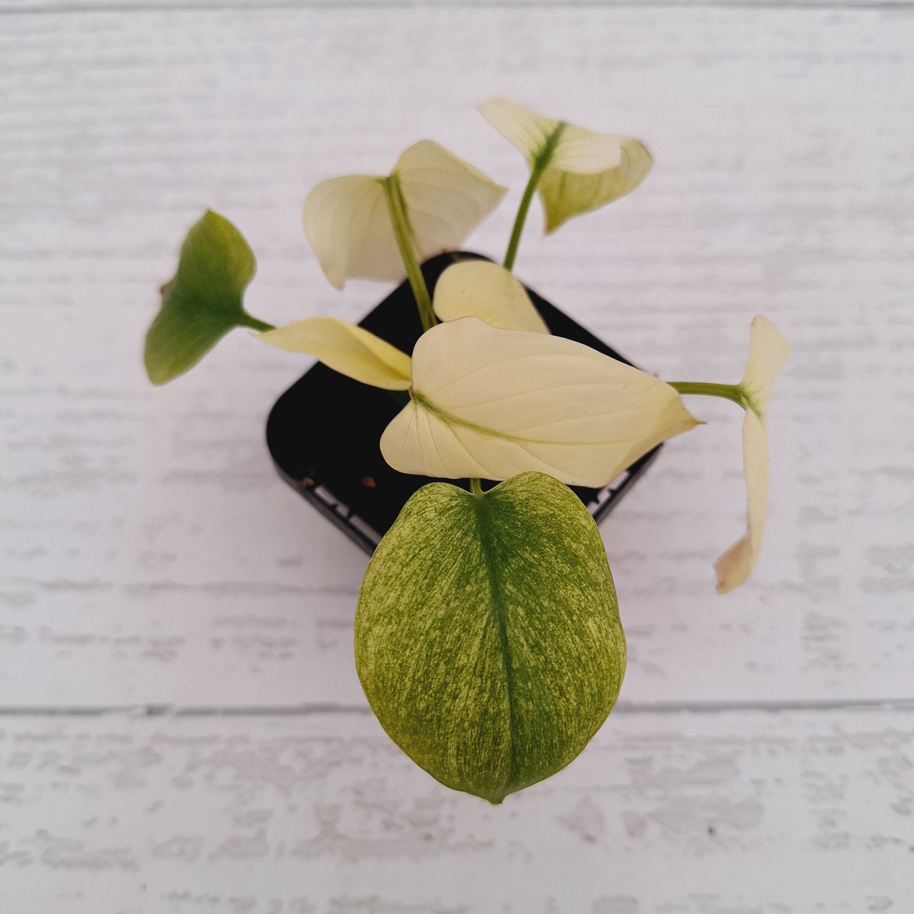 Homalomena rubescens Variegata