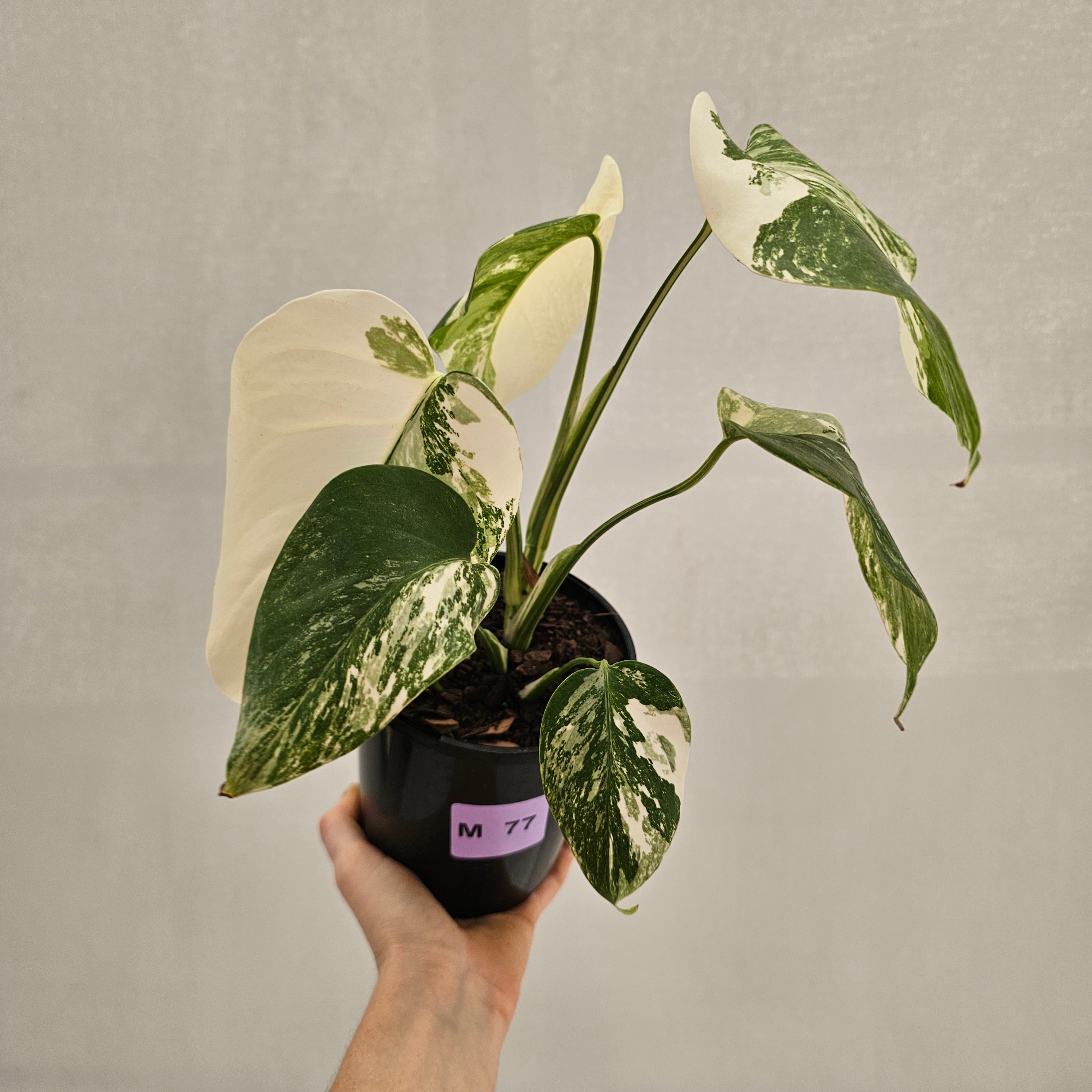 Monstera borsigiana 'Albo'