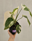 Monstera borsigiana 'Albo'