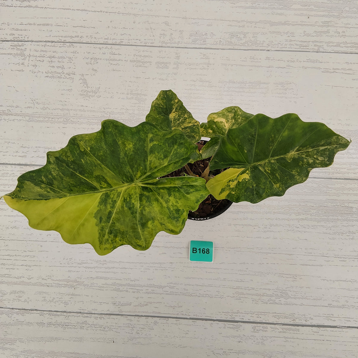 Alocasia Portora Variegata - SALE