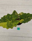 Alocasia Portora Variegata - SALE