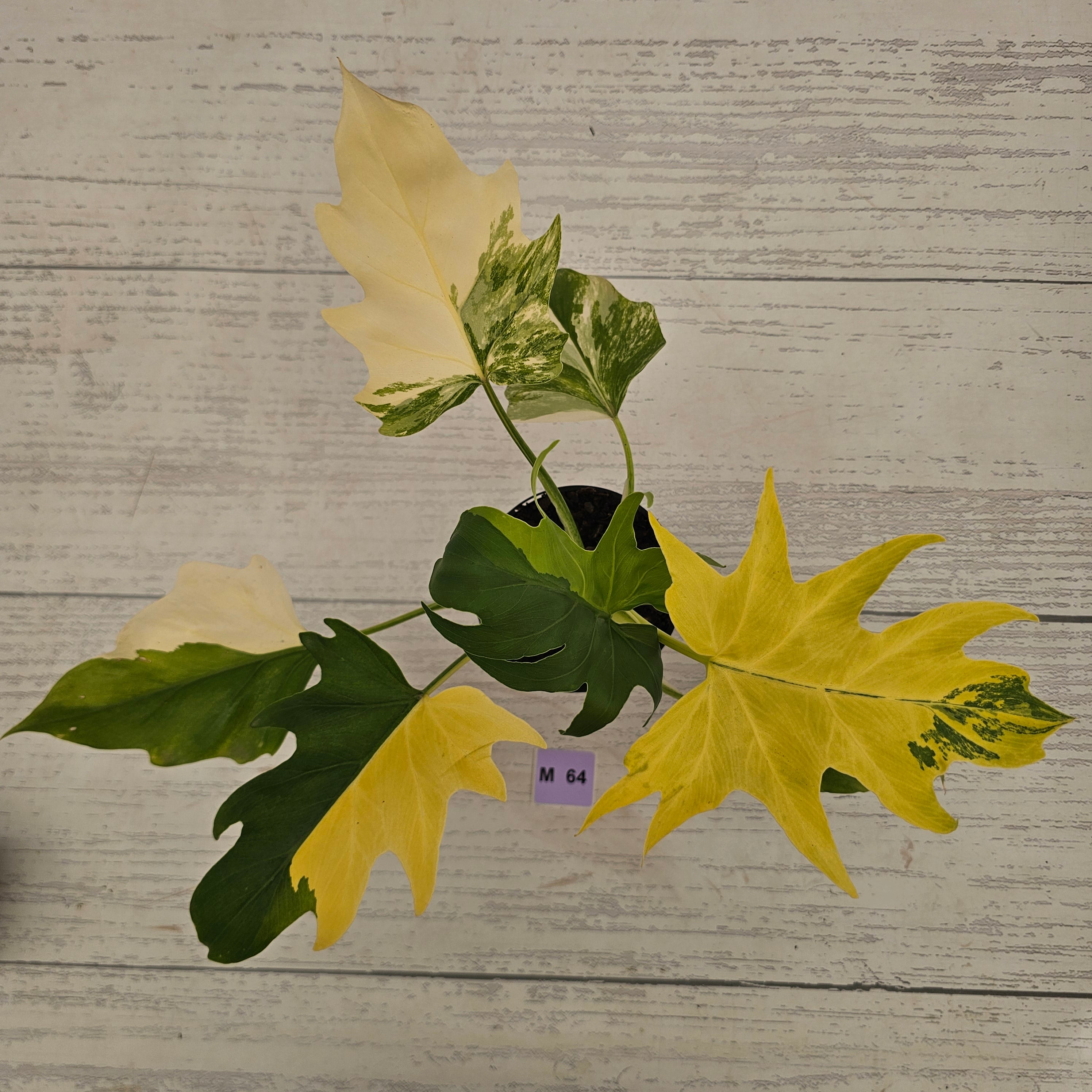Philodendron warscewiczii 'Gold Variegata'