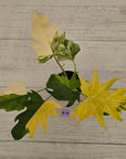 Philodendron warscewiczii 'Gold Variegata'