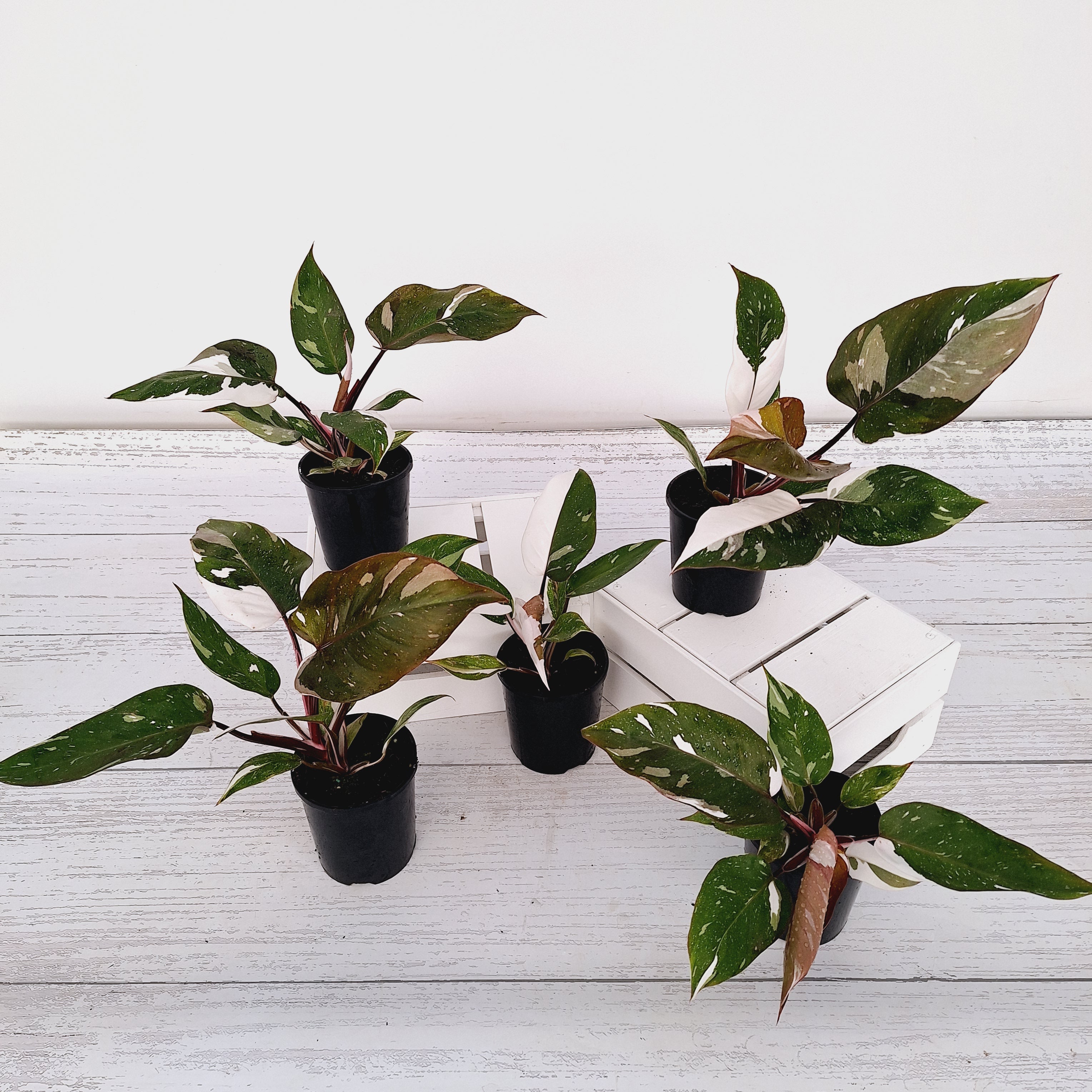 philodendron erubescens burgundy variegata Philodendron erubescens Red Anderson – Enliven Plants