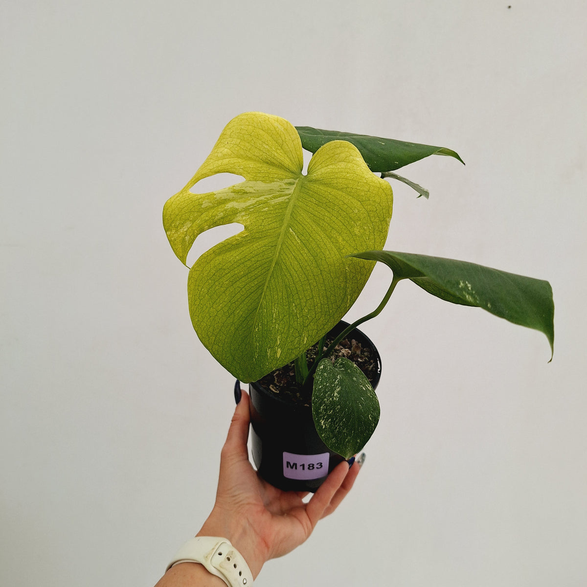 Monstera Deliciosa 'Mint' - SALE