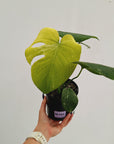 Monstera Deliciosa 'Mint' - SALE