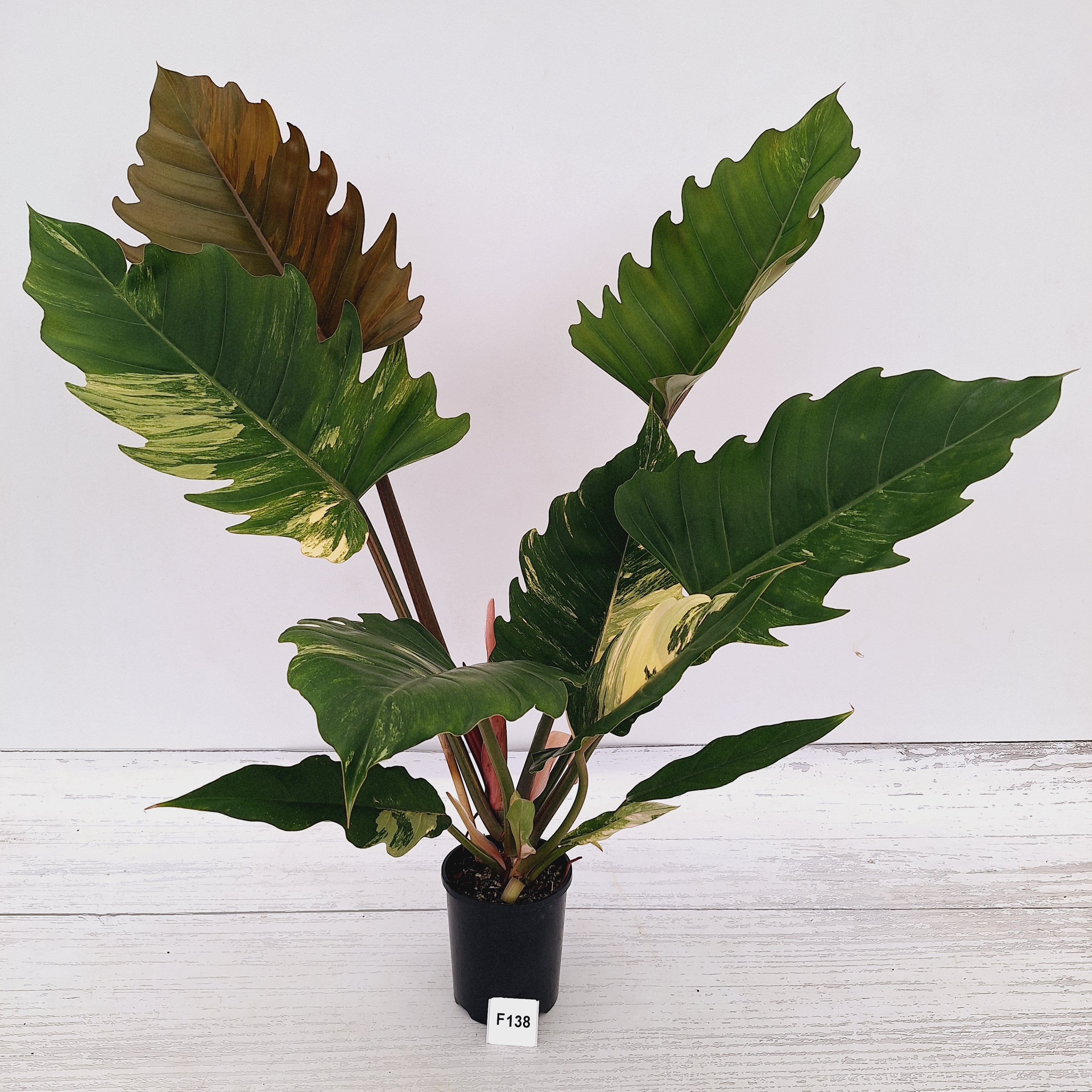 Philodendron serratum Caramel Marble