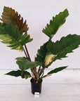 Philodendron serratum Caramel Marble