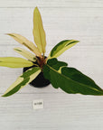 Philodendron serratum Caramel Marble Albo