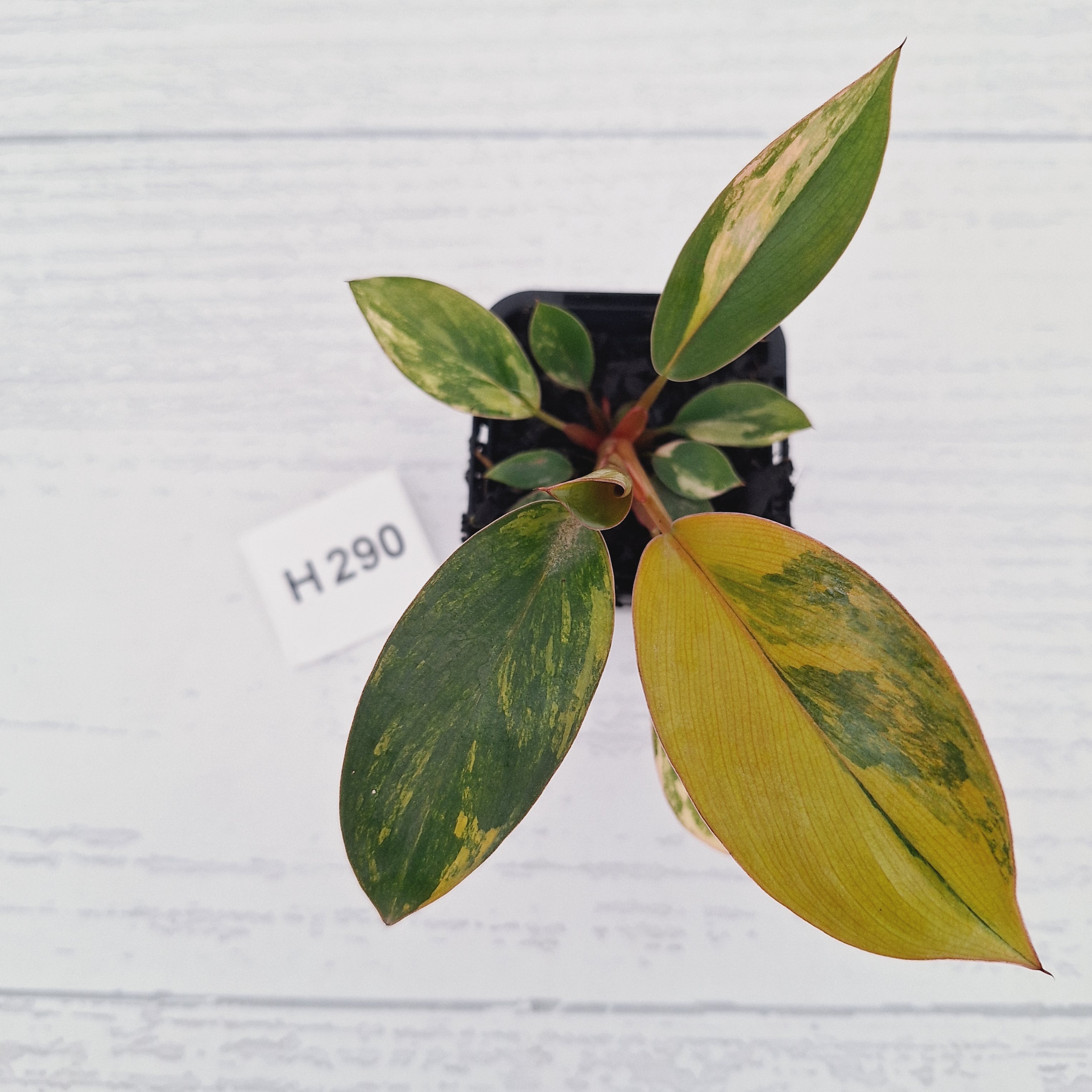 Philodendron 'Rojo Congo Variegated' - SALE