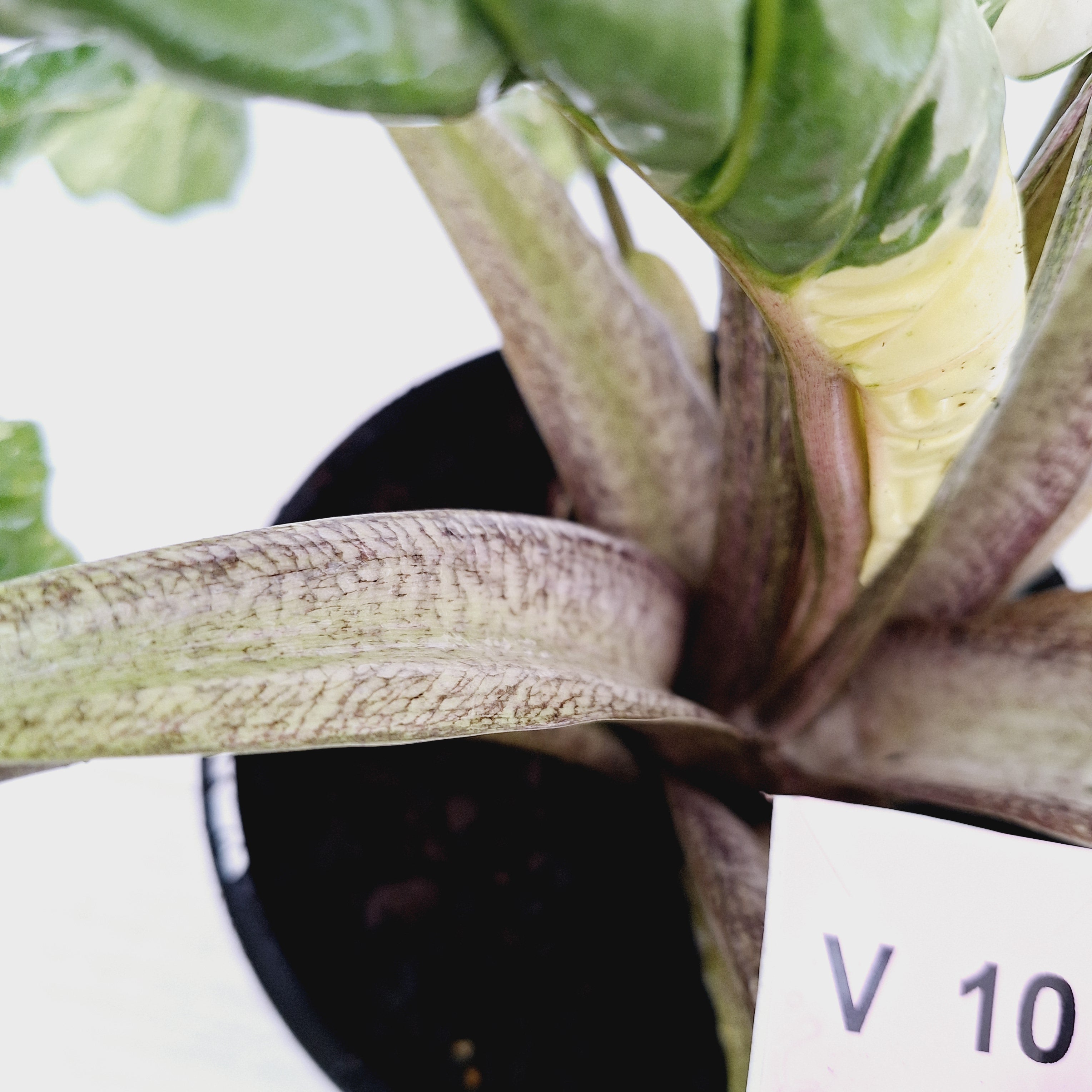 Alocasia odora x portei Low Rider Variegata - SALE