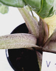Alocasia odora x portei Low Rider Variegata - SALE
