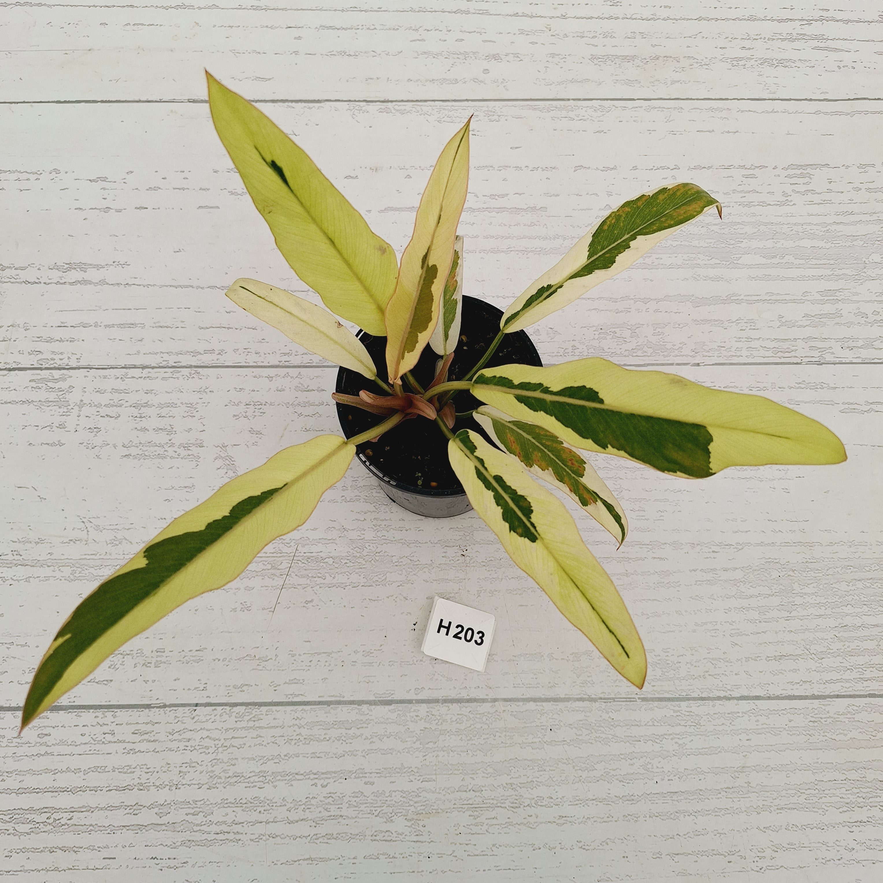 Philodendron serratum Caramel Marble Albo