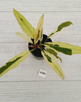 Philodendron serratum Caramel Marble Albo