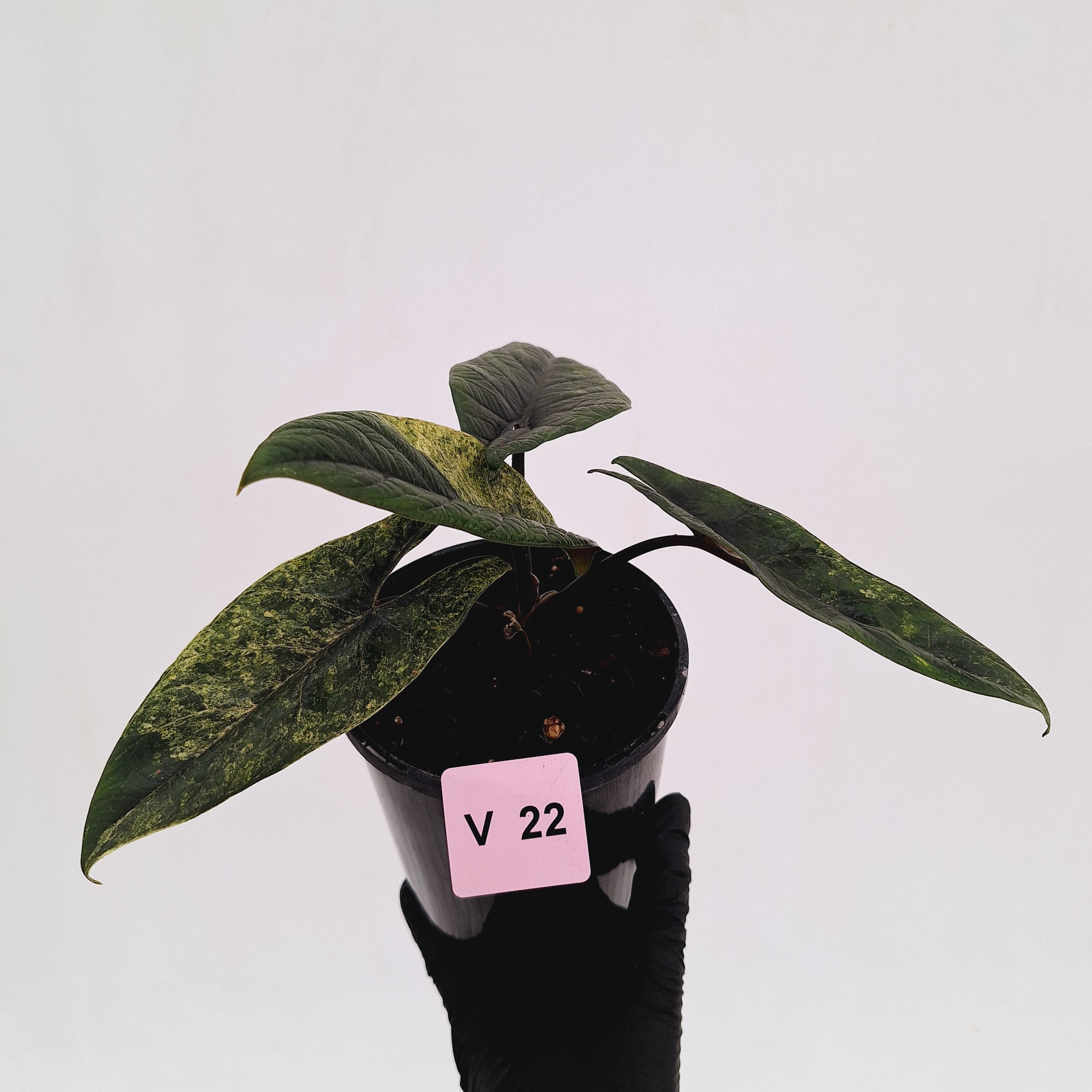 Alocasia scalprum 'Mint'