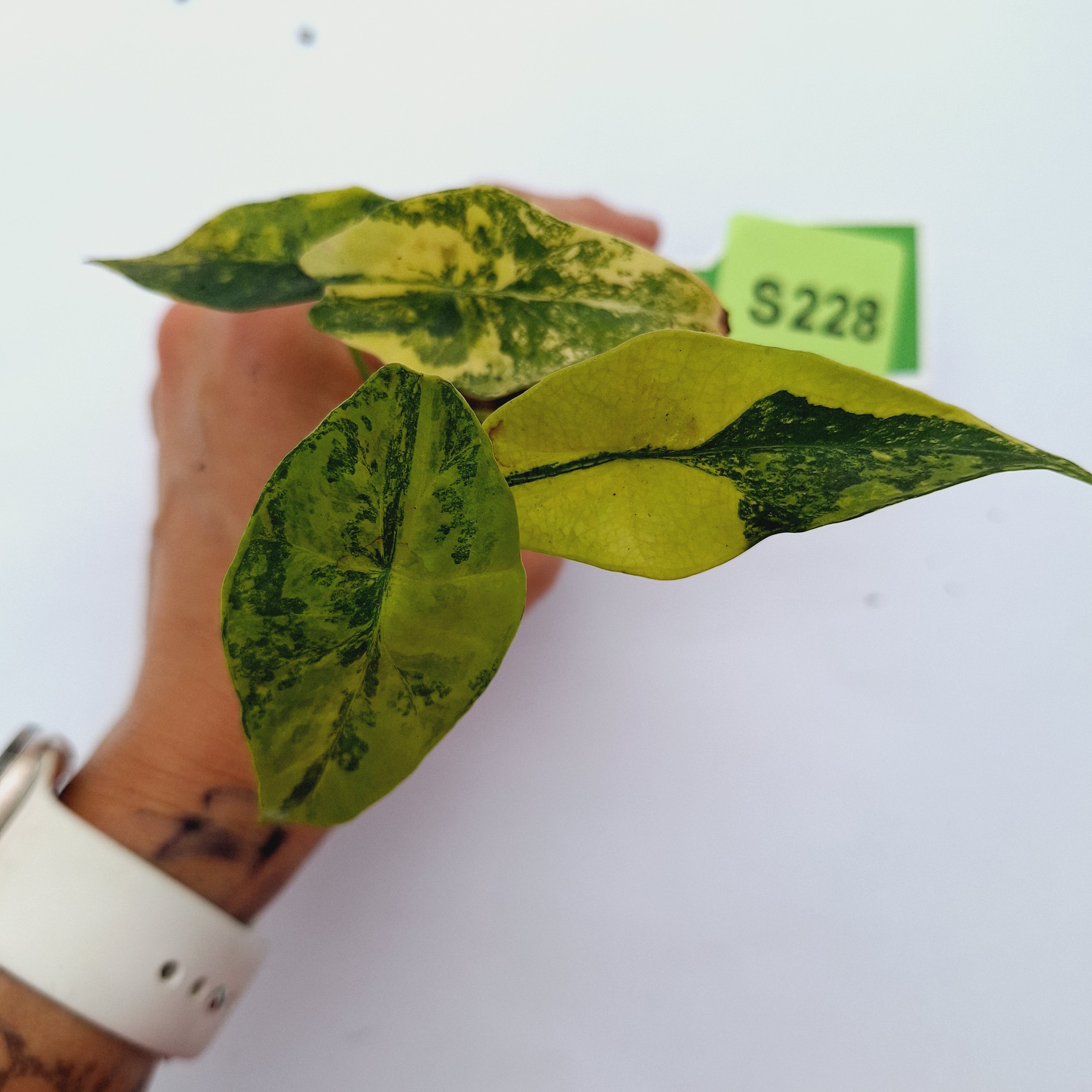 Alocasia ‘Simpo Aurea’ Variegata - Bare Bottom Baby