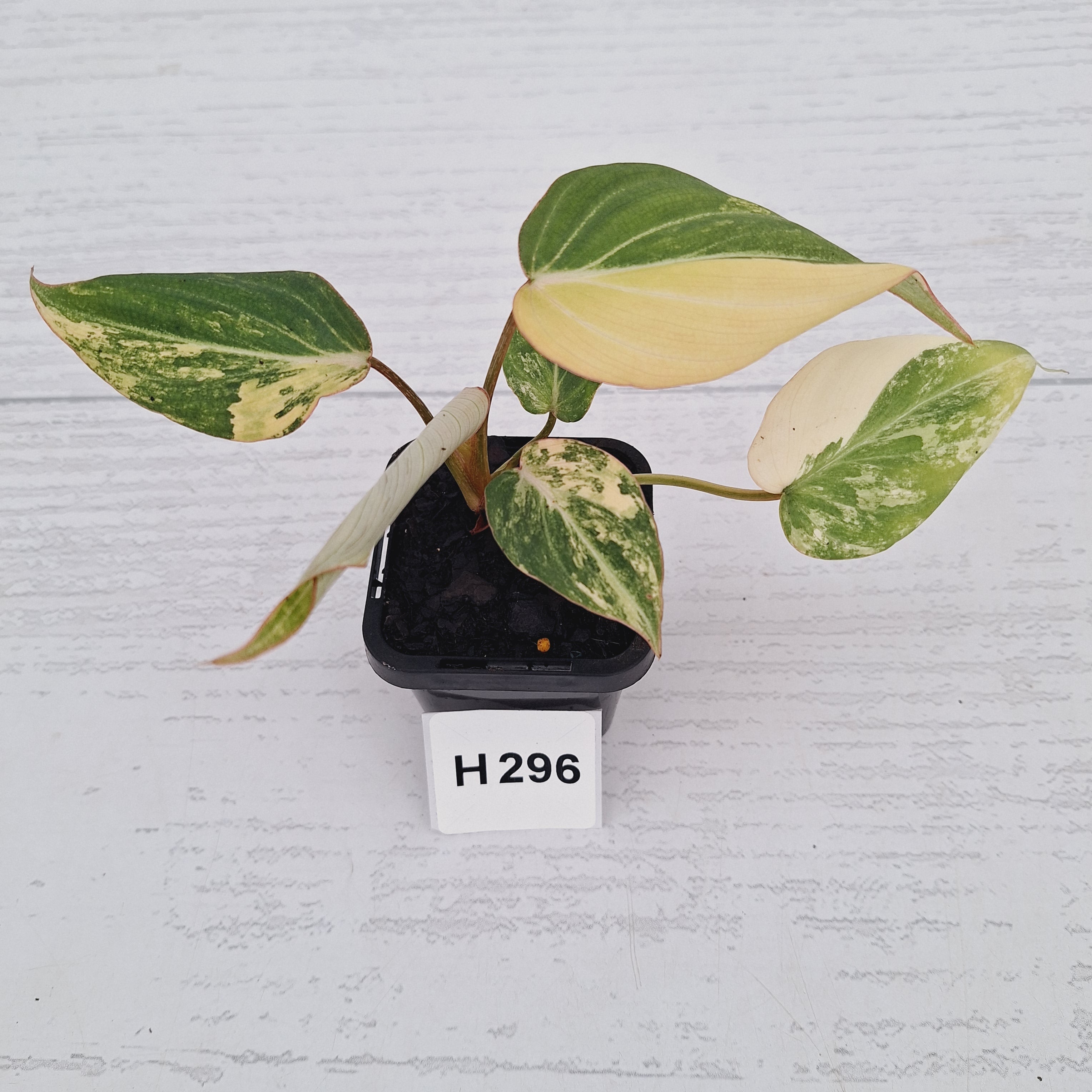 Philodendron gloriosum white vien variegata - SALE