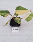 Philodendron gloriosum white vien variegata - SALE