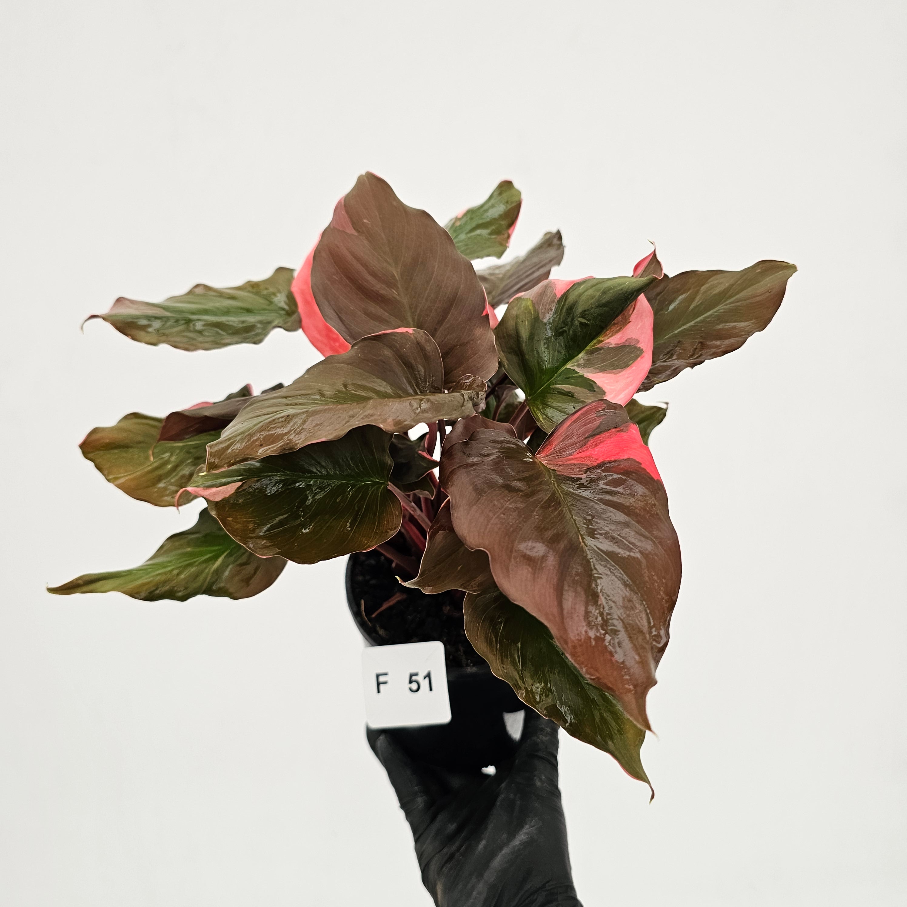 Homalomena rubescens Flaming Red Variegata