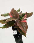 Homalomena rubescens Flaming Red Variegata