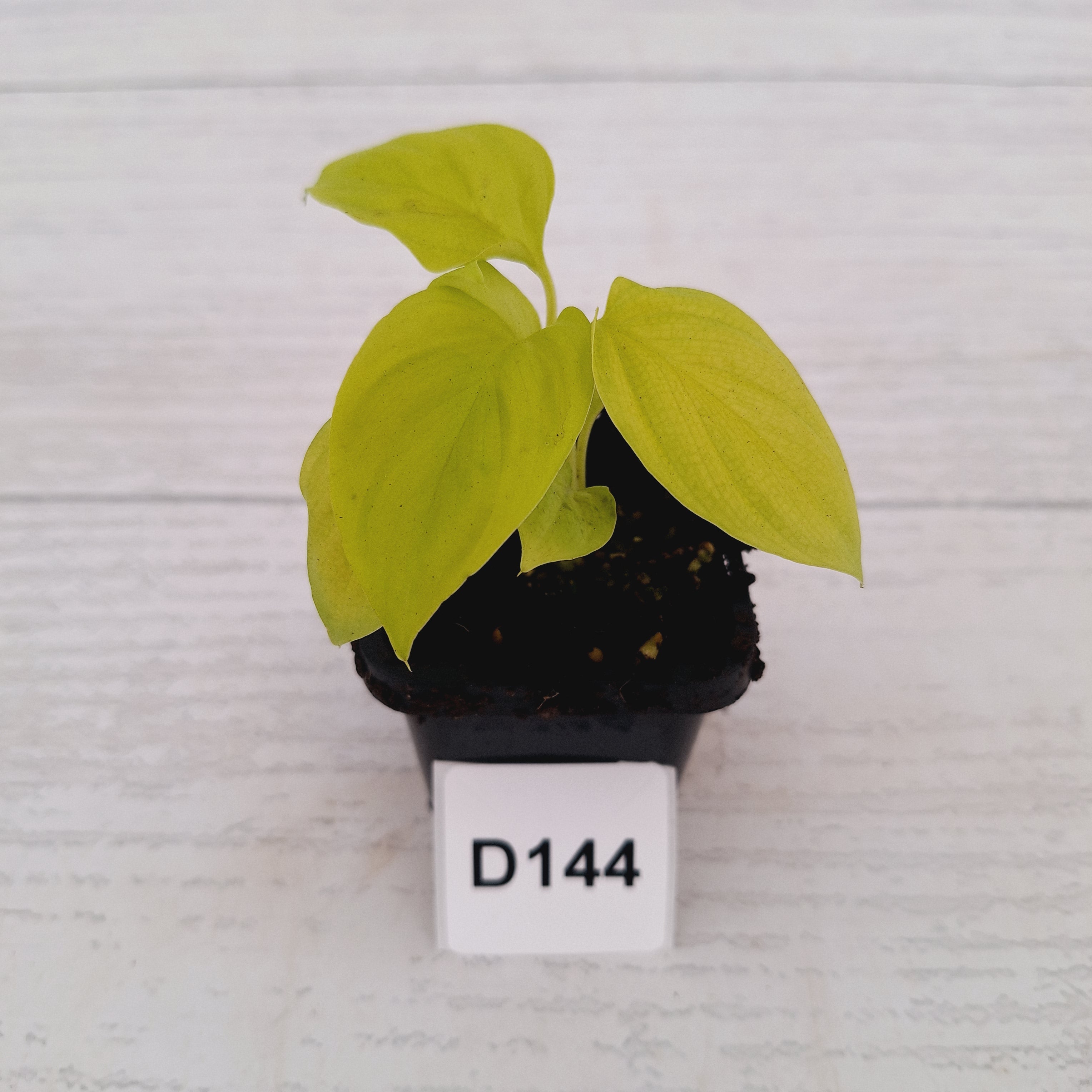 Homalomena rubescens Golden Hibiscus’ - Bare Bottom Baby